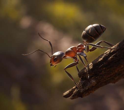 Empire of the Ants Handy Horizontal Hintergrundbild